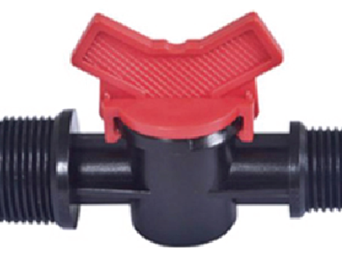 វ៉ានតូចធ្មេញក្រៅ