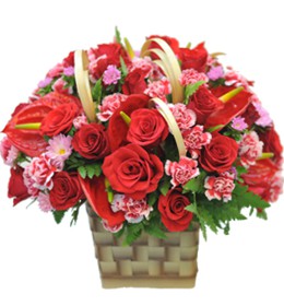 HOA HỒNG - MAY MẮN