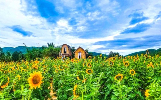 ស្ពាន​យោលចំការ​ដូង​ម្លិច ខេត្តកំពត
