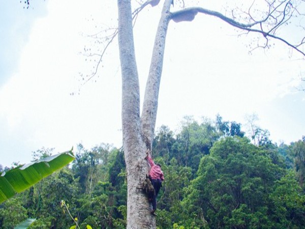 THU HOẠCH MẬT ONG RỪNG