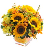 HOA LAN - ĐỒNG DAO MÙA HÈ