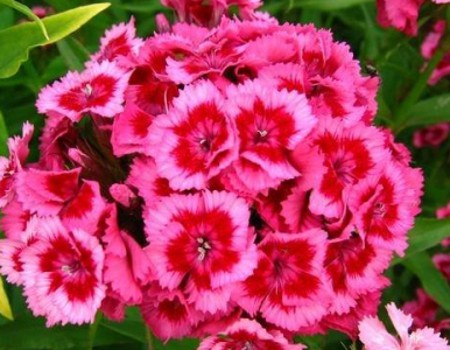 Cách làm hoa cẩm chướng bằng giấy nhún đơn giản mà đẹp