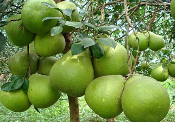 របៀបជ្រើសរើសផ្លែក្រូចថ្លុងផ្អែមឆ្ងាញ់