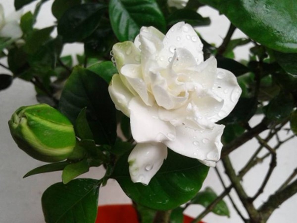 Ý NGHĨA HOA BÁCH HỢP