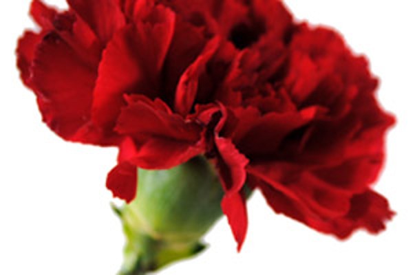 Ý NGHĨA HOA CẨM CHƯỚNG