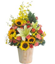 HOA LY - ÁNH DƯƠNG 2