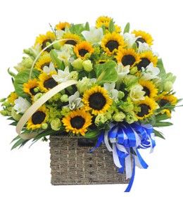 ផ្កាលីលី - ព្រះអាទិត្យរដូវក្តៅ