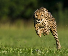 Đây là động vật trên cạn chạy nhanh nhất Trái Đất này, và chúng đang đứng trên bờ vực tuyệt chủng