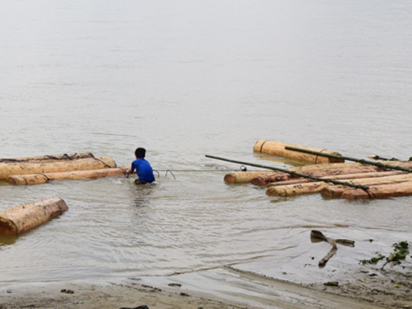 5 bè gỗ lậu tập kết dưới chân cầu