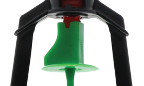 ក្បាលសាចទឹកតូច