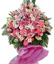 HOA ĐỒNG TIỀN - GOOD LUCK 4