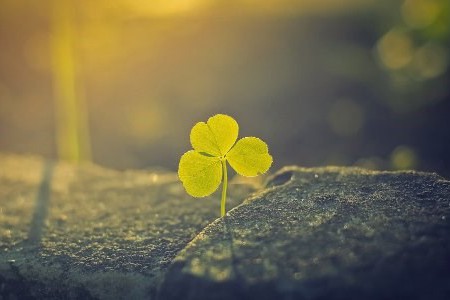 Làm tranh cỏ ba lá may mắn dành tặng người thân