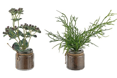 Chậu xương rồng