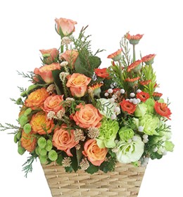 HOA ĐỒNG TIỀN - NHIỆT HUYẾT 2