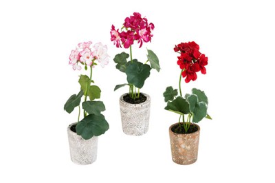 Chậu hoa Geranium nhỏ