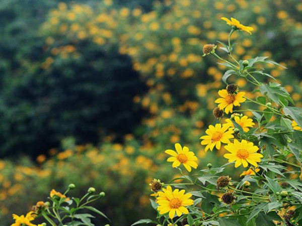 Chùm Thơ Hay Viết Về Những Loài Hoa Dại Không Tên & Không Tuổi