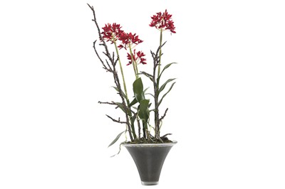 Chậu hoa lan Wild Red