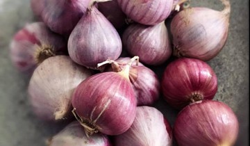 Rượu tỏi chữa bệnh