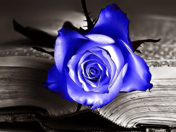 Tặng hoa sinh nhật màu xanh có ý nghĩa gì?