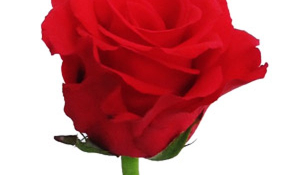 Ý NGHĨA HOA HỒNG