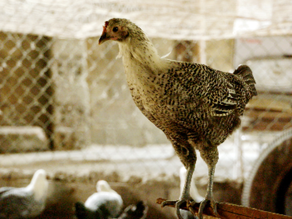 Thu nhập 300- 500 triệu đồng mỗi năm nhờ nuôi gà ác