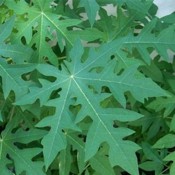 Chữa ung thư bằng lá đu đủ