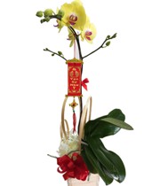 HOA LAN - VẠN SỰ THÀNH