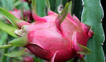 Công dụng chữa bệnh tuyệt vời của quả thanh long