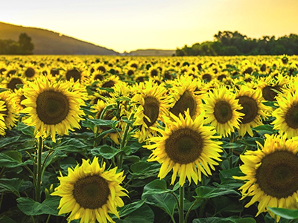 បង្កើតវេបសាយអ្នកមិនចាំបាច់មានជំនាញរចនាឬសរសេរកម្មវិធី។