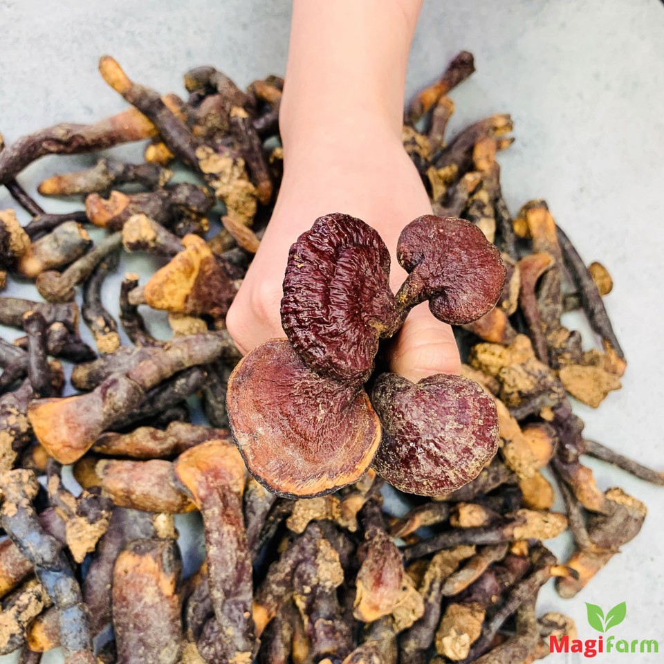 Nấm Lim Xanh Tự Nhiên 0,5Kg (Cỡ Trung)