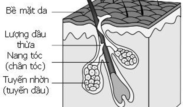 Dành cho tóc rụng