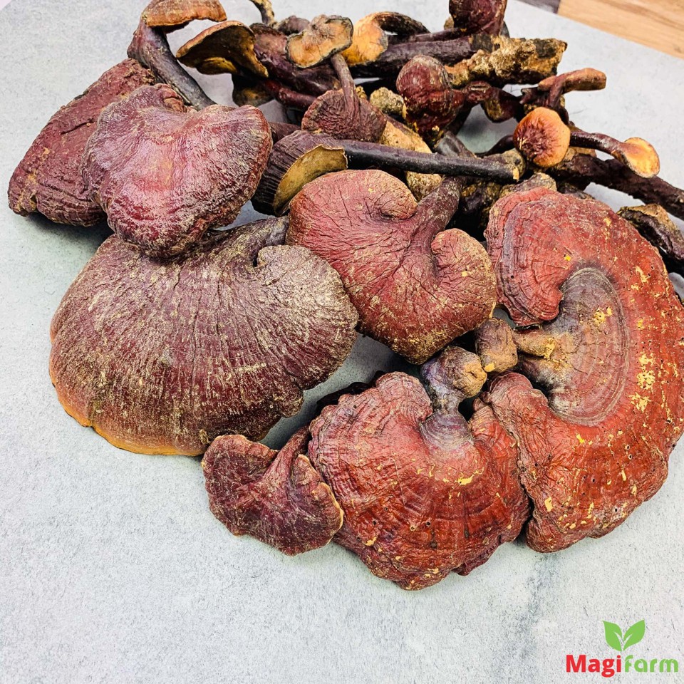 Nấm Lim Xanh Tự Nhiên 0,5Kg (Cỡ Đại)