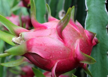 Công dụng chữa bệnh tuyệt vời của quả thanh long