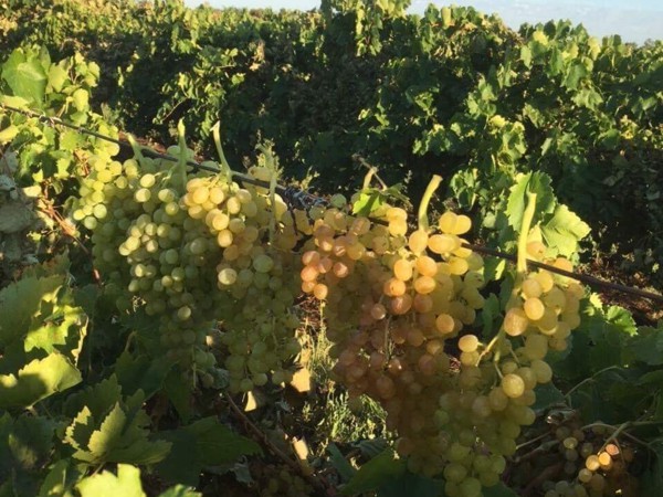 CÔNG NGHỆ VÀ QUY TRÌNH SẢN XUẤT NHO KHÔ