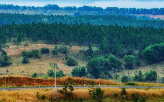 ដើម​ស្រល់​ ​​​នៅ​​មណ្ឌល​គិរី​