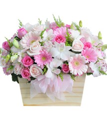 HOA ĐỒNG TIỀN - SỚM NAY MÙA XUÂN