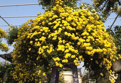 Kiếm trăm triệu nhờ bán cúc chi vàng dáng thác nước