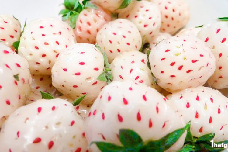 Dâu tây Bạch Tuyết: Đắt nhất thế giới, dân Việt mua ăn vặt