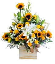 HOA LY - NHẶT NẮNG