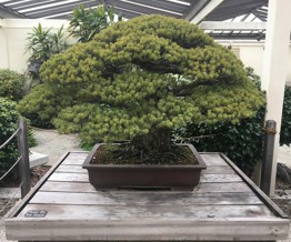 Tuyệt vời thay sức sống bonsai: cây thông trắng này đã 391 tuổi, vẫn sống khỏe dù trải qua thảm họa nguyên tử Hiroshima