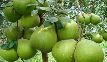 Cách chọn bưởi da xanh ngọt ngon