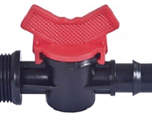 វ៉ានតូចធ្មេញក្រៅ