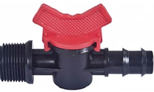 វ៉ានតូចធ្មេញក្រៅ