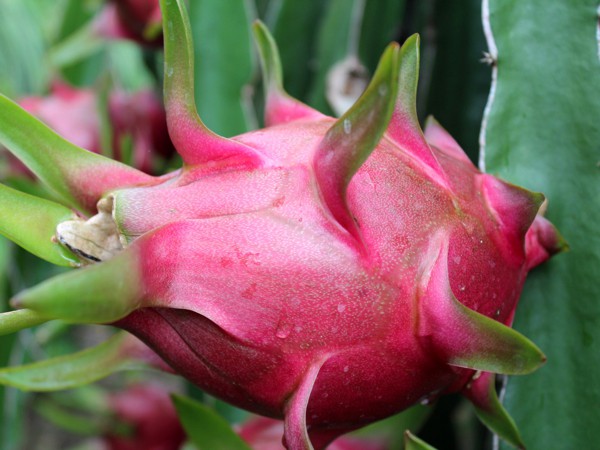 Công dụng chữa bệnh tuyệt vời của quả thanh long