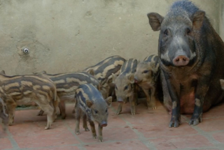 Thịt lợn rừng lai - đặc sản của vùng Tân Sơn, Phú Thọ