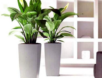 PHƯƠNG PHÁP LÀM SẠCH CÂY CẢNH