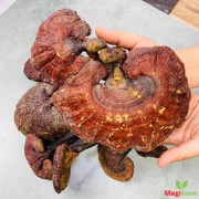 Nấm Lim Xanh Tự Nhiên 0,5Kg (Cỡ Đại)