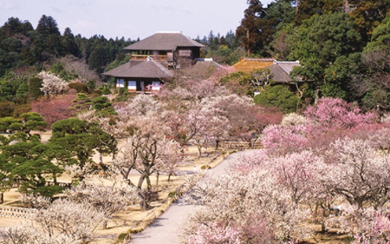 Du xuân Nhật Bản theo cung đường mới