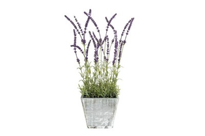 Chậu hoa Lavender lớn