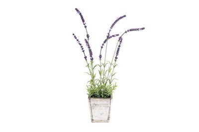 Chậu hoa Lavender nhỏ